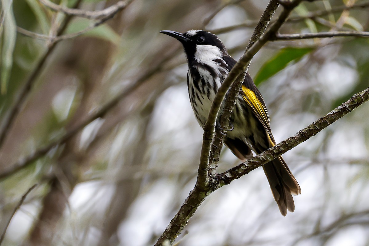 White-cheeked Honeyeater - ML647570336