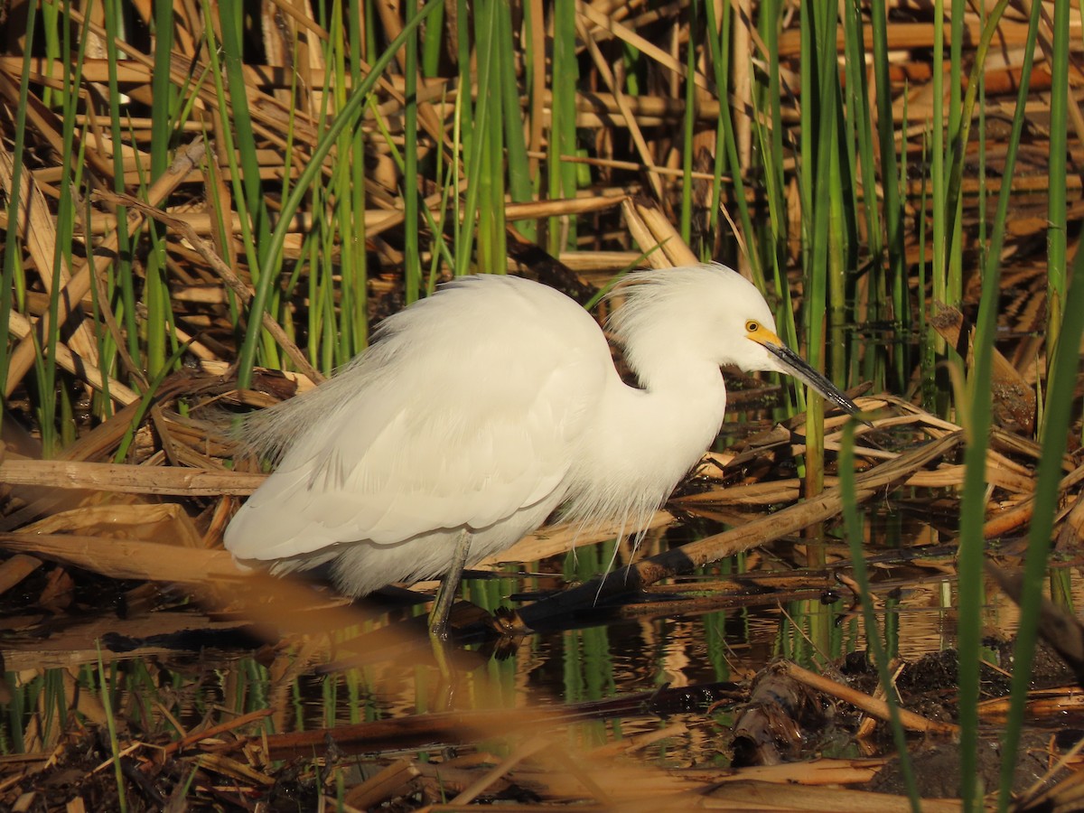 Snowy Egret - ML647570339
