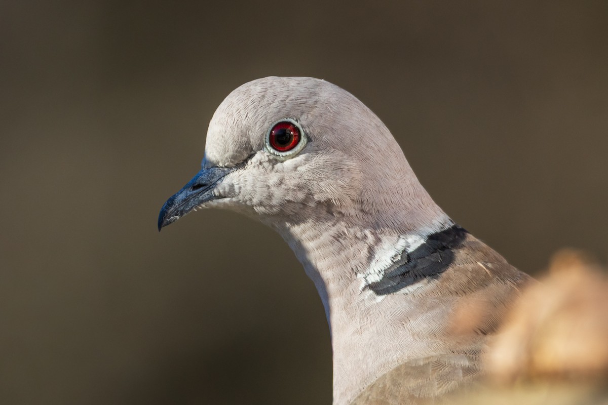 Eurasian Collared-Dove - ML647570340