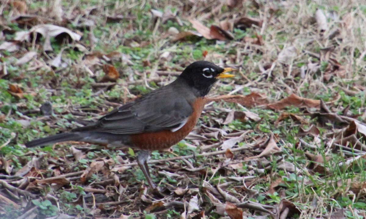 American Robin - ML647570341