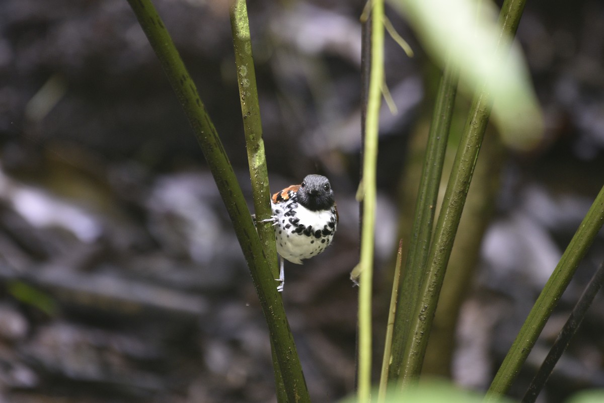 Spotted Antbird - ML647570343