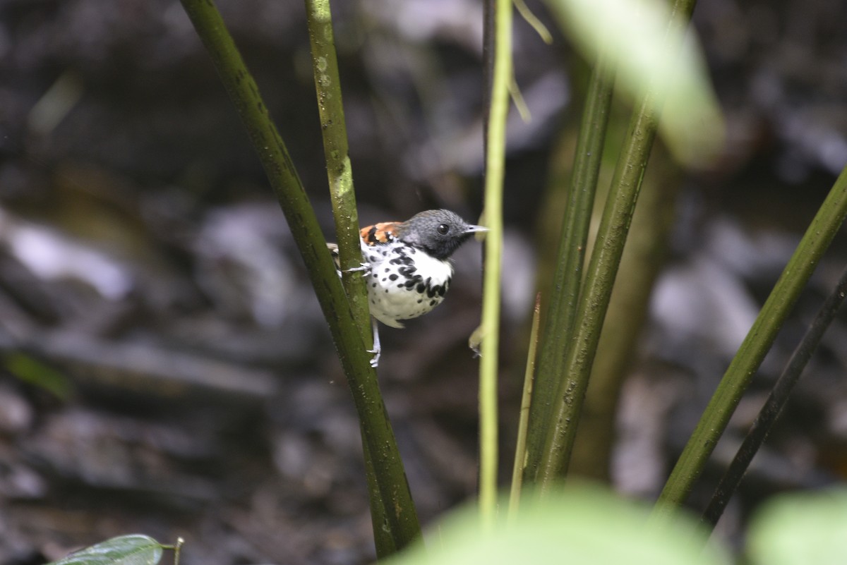 Spotted Antbird - ML647570346