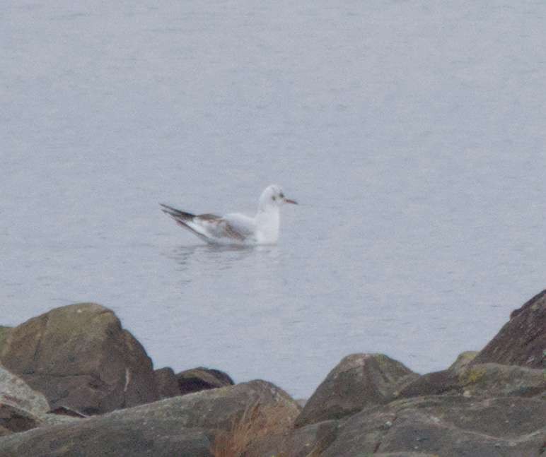 Black-headed Gull - ML647570348