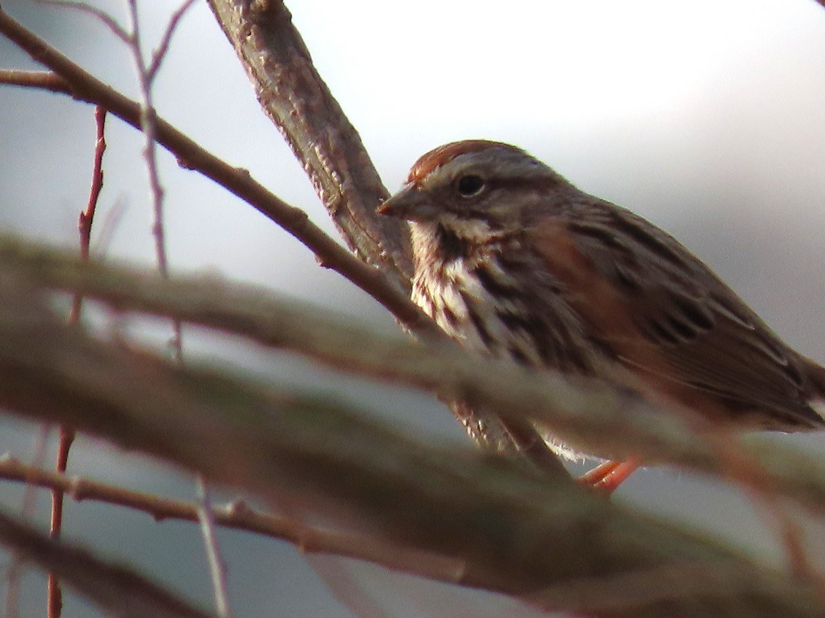 Song Sparrow - ML647570349