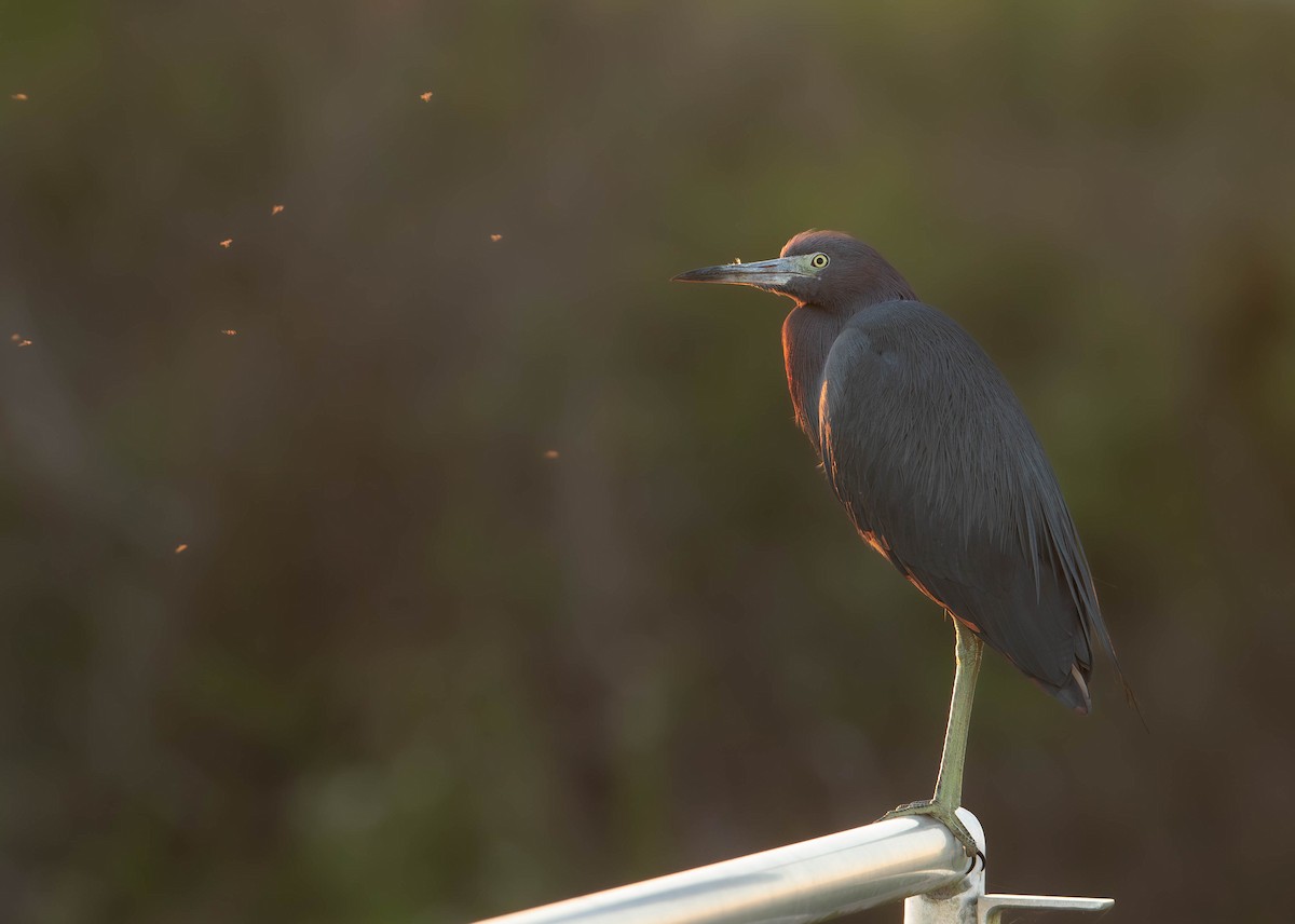 Little Blue Heron - ML647570351