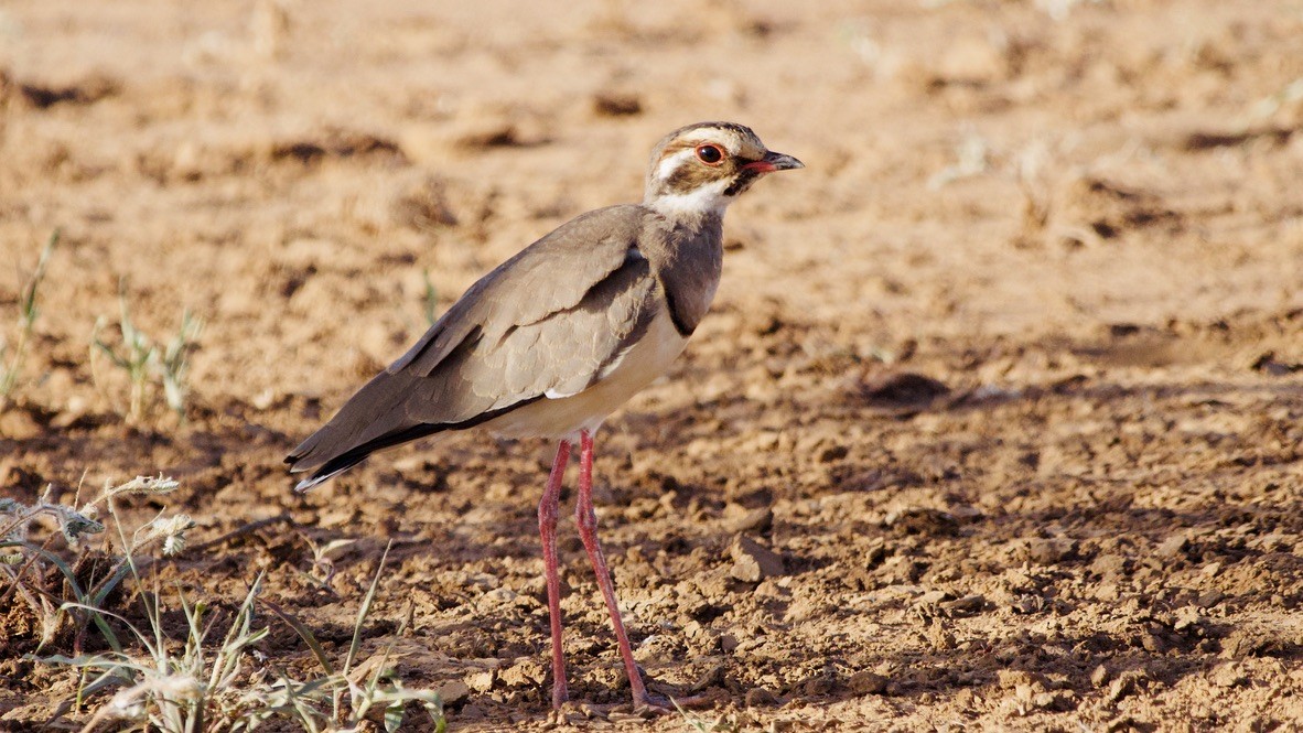 Bronze-winged Courser - ML647570353