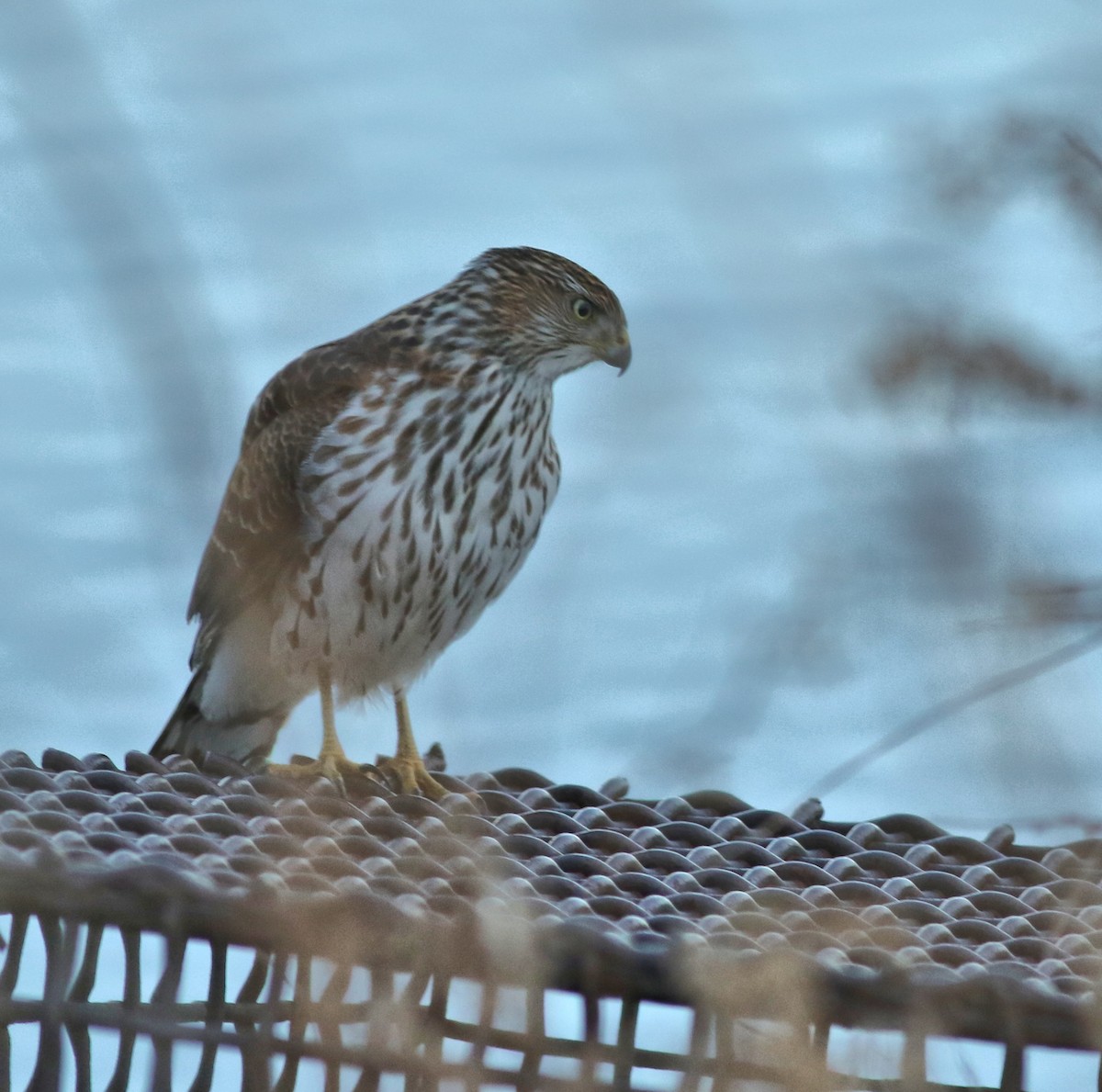 Cooper's Hawk - ML647570356