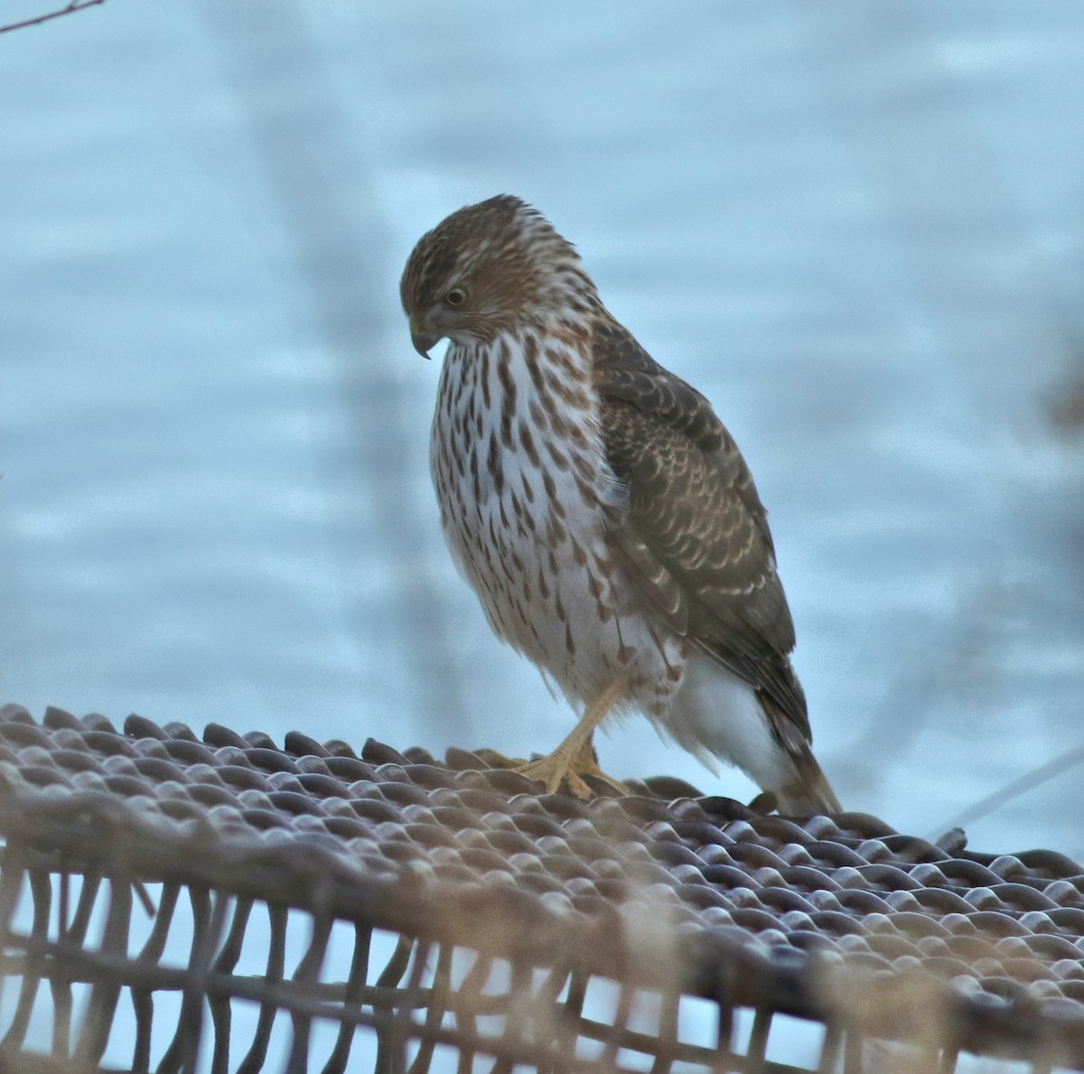 Cooper's Hawk - ML647570357
