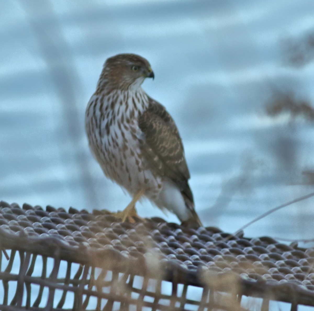 Cooper's Hawk - ML647570358