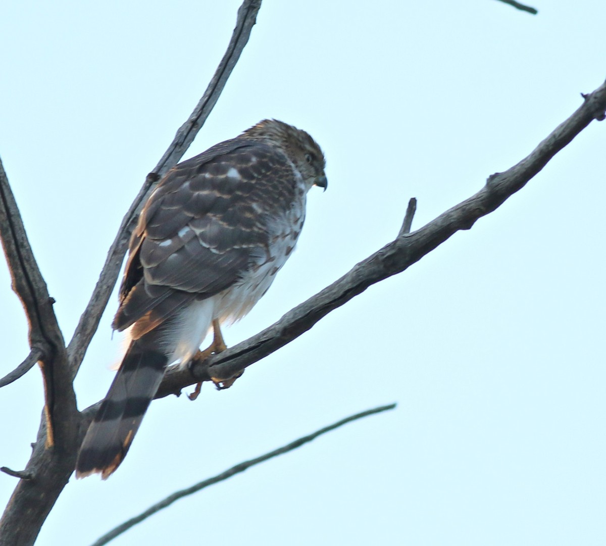 Cooper's Hawk - ML647570359