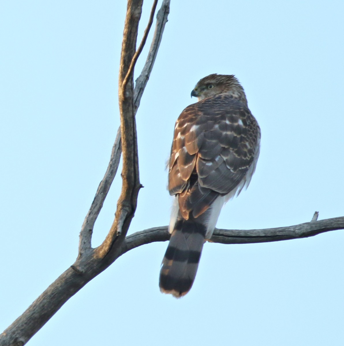 Cooper's Hawk - ML647570360