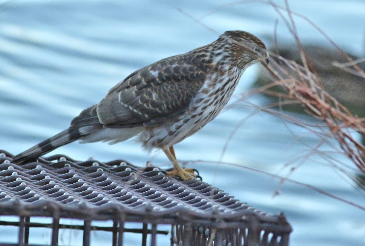 Cooper's Hawk - ML647570361