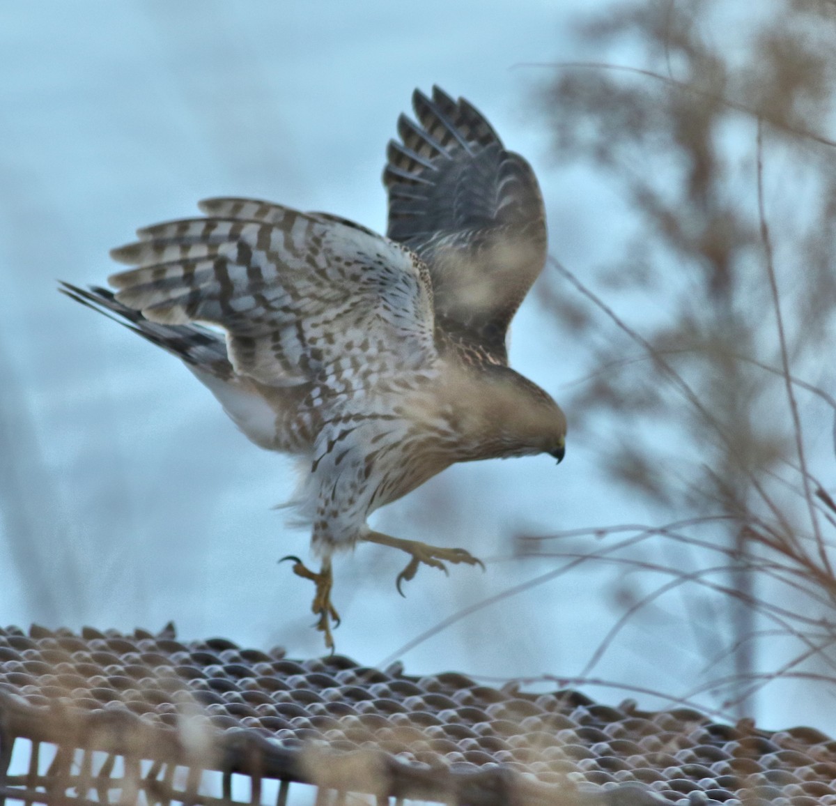 Cooper's Hawk - ML647570362