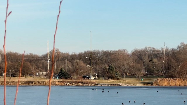 ברבור אמריקני - ML647570363