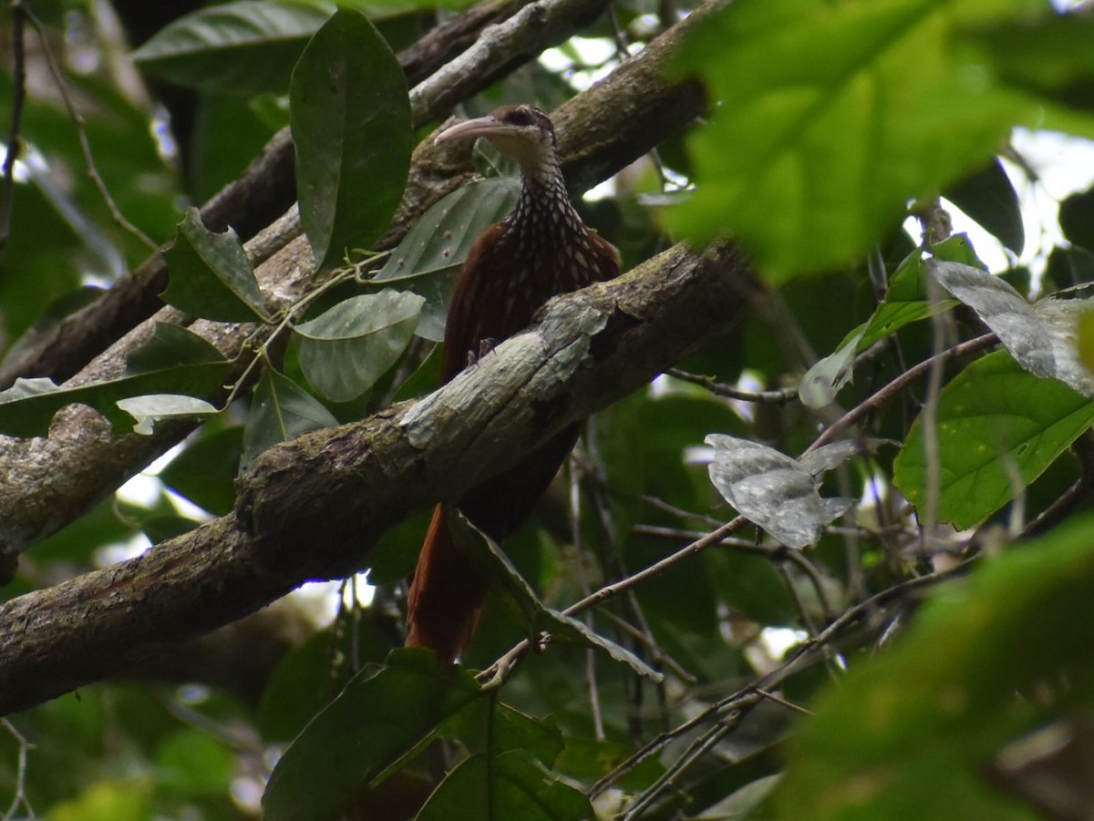 Long-billed Woodcreeper - ML647570365