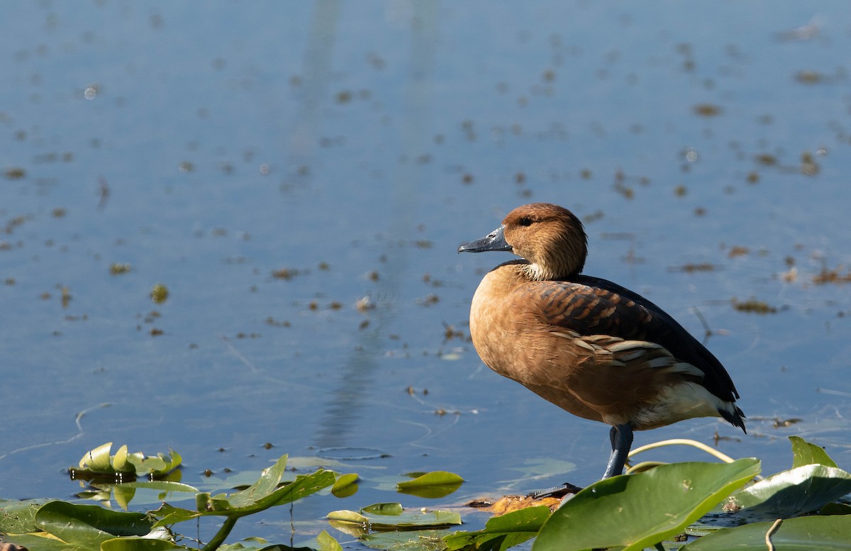 Fulvous Whistling-Duck - ML647570366