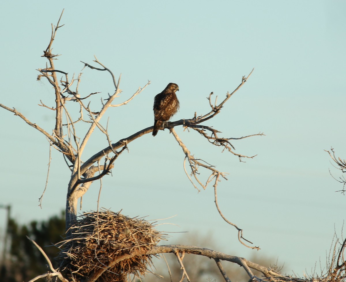 Red-tailed Hawk - ML647570367