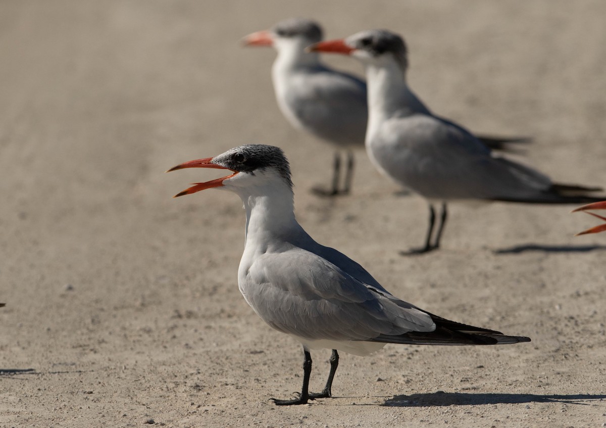 Caspian Tern - ML647570375