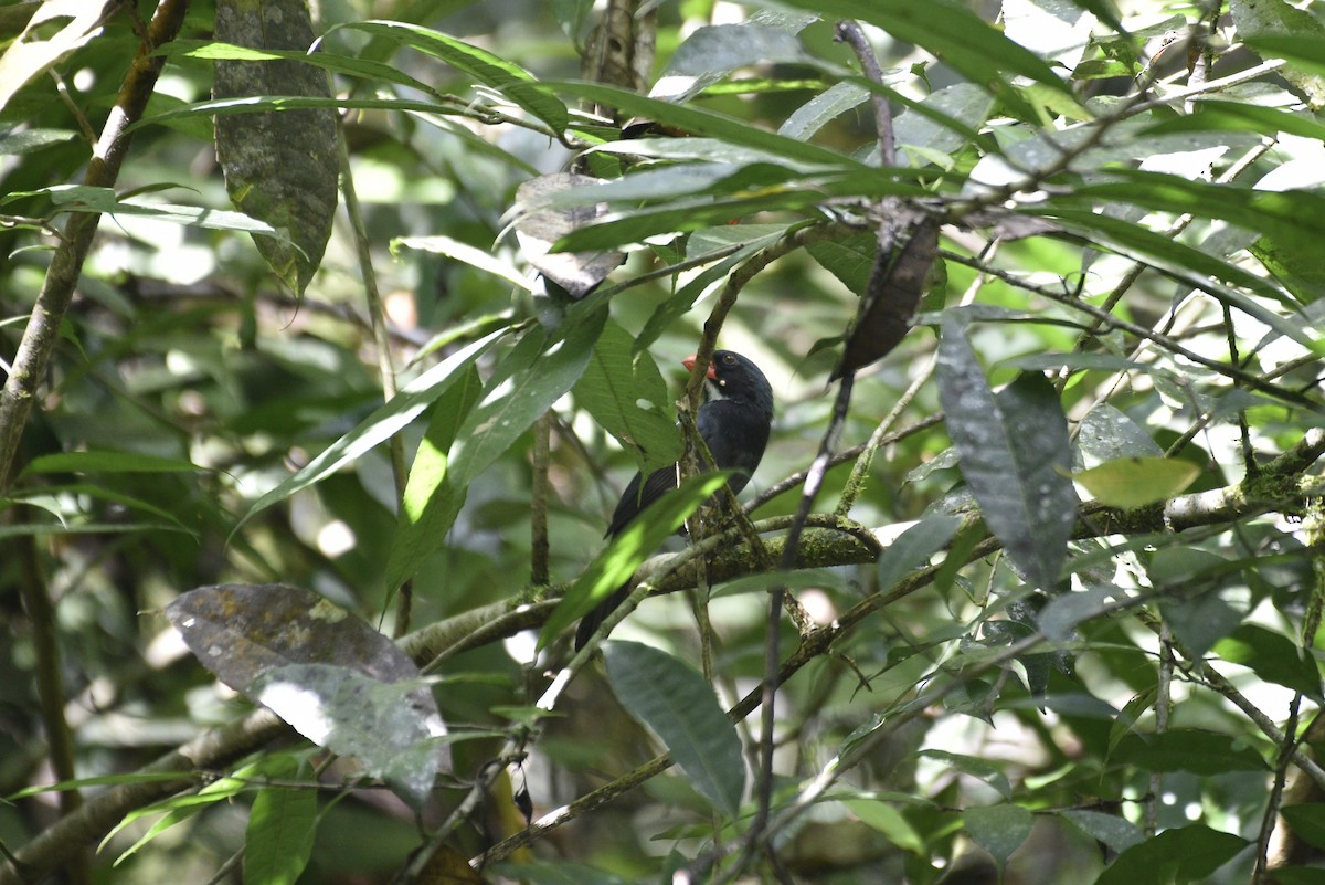 Slate-colored Grosbeak - ML647570376