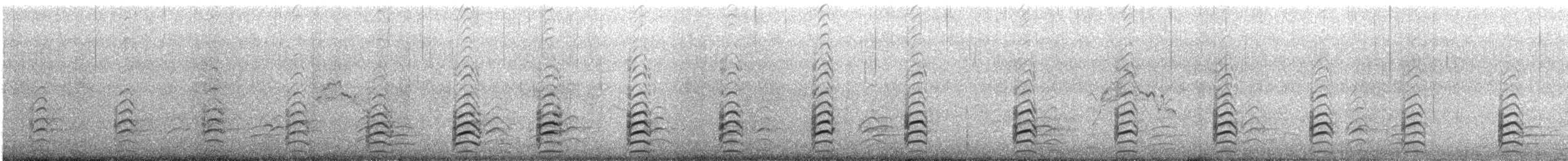 Pied Stilt - ML647570377