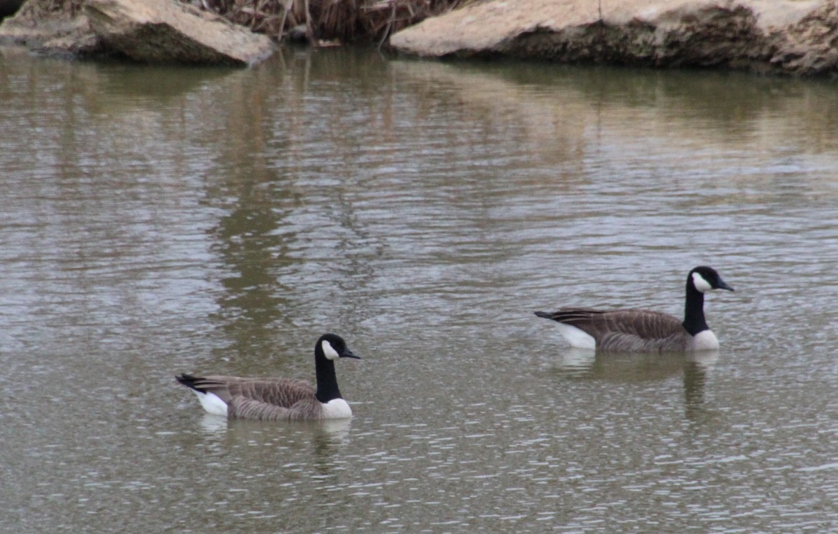 Canada Goose - ML647570378
