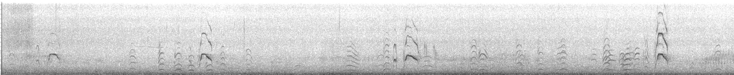 South Island Oystercatcher - ML647570381