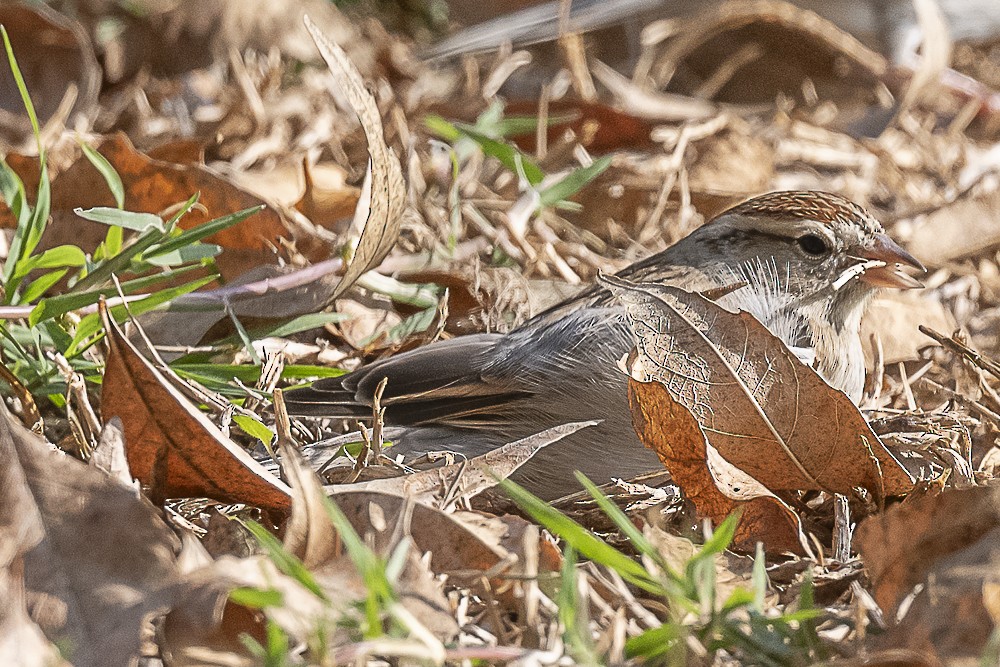 Chipping Sparrow - ML647570384