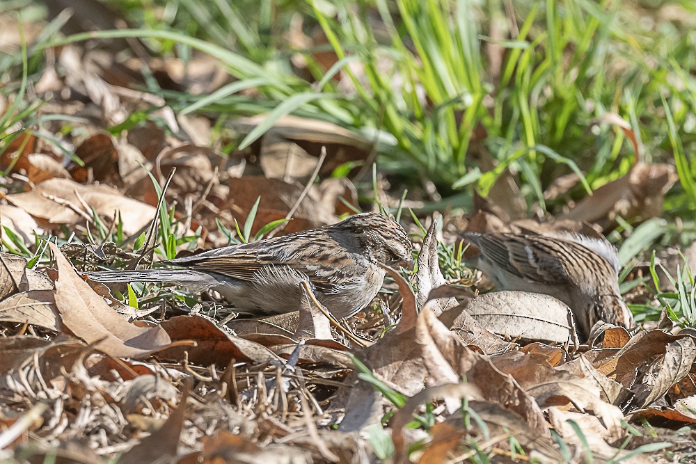Chipping Sparrow - ML647570385