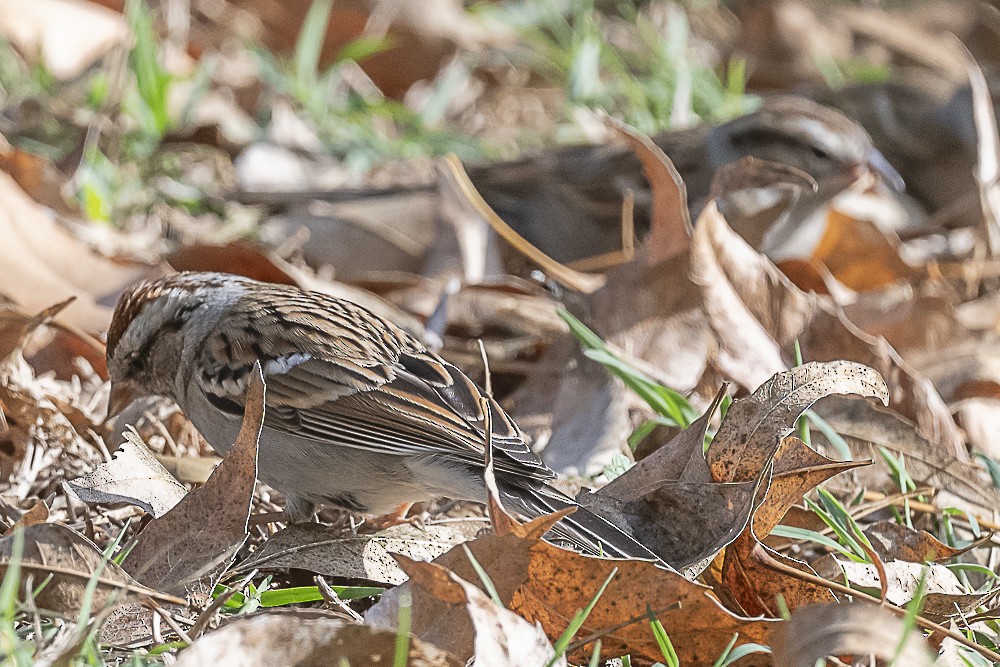 Chipping Sparrow - ML647570386
