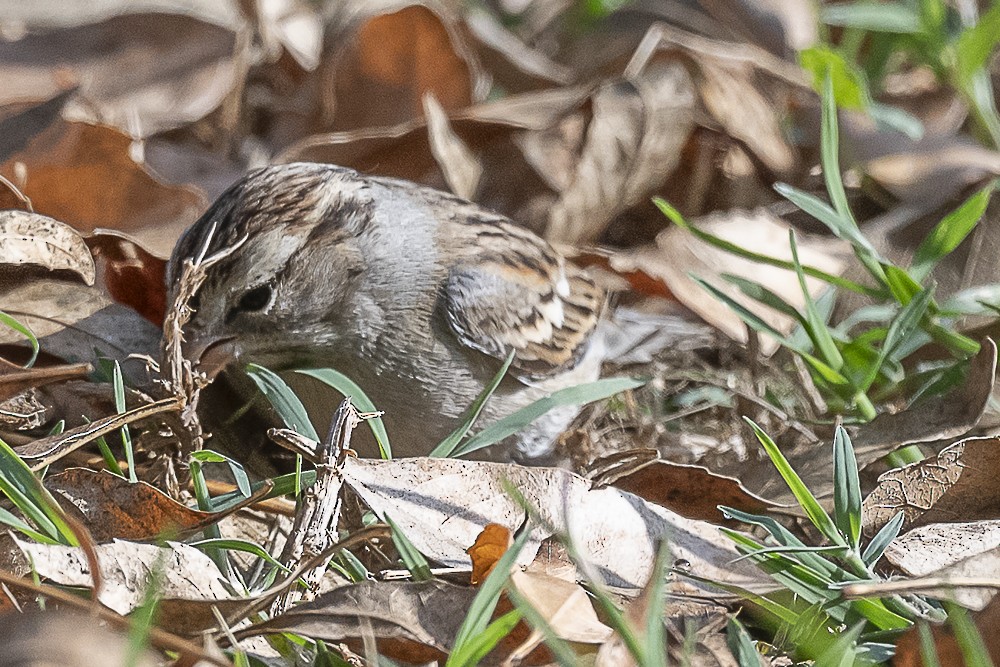 Chipping Sparrow - ML647570387
