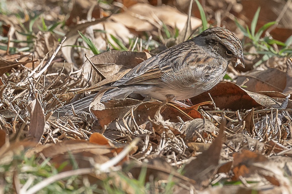 Chipping Sparrow - ML647570388