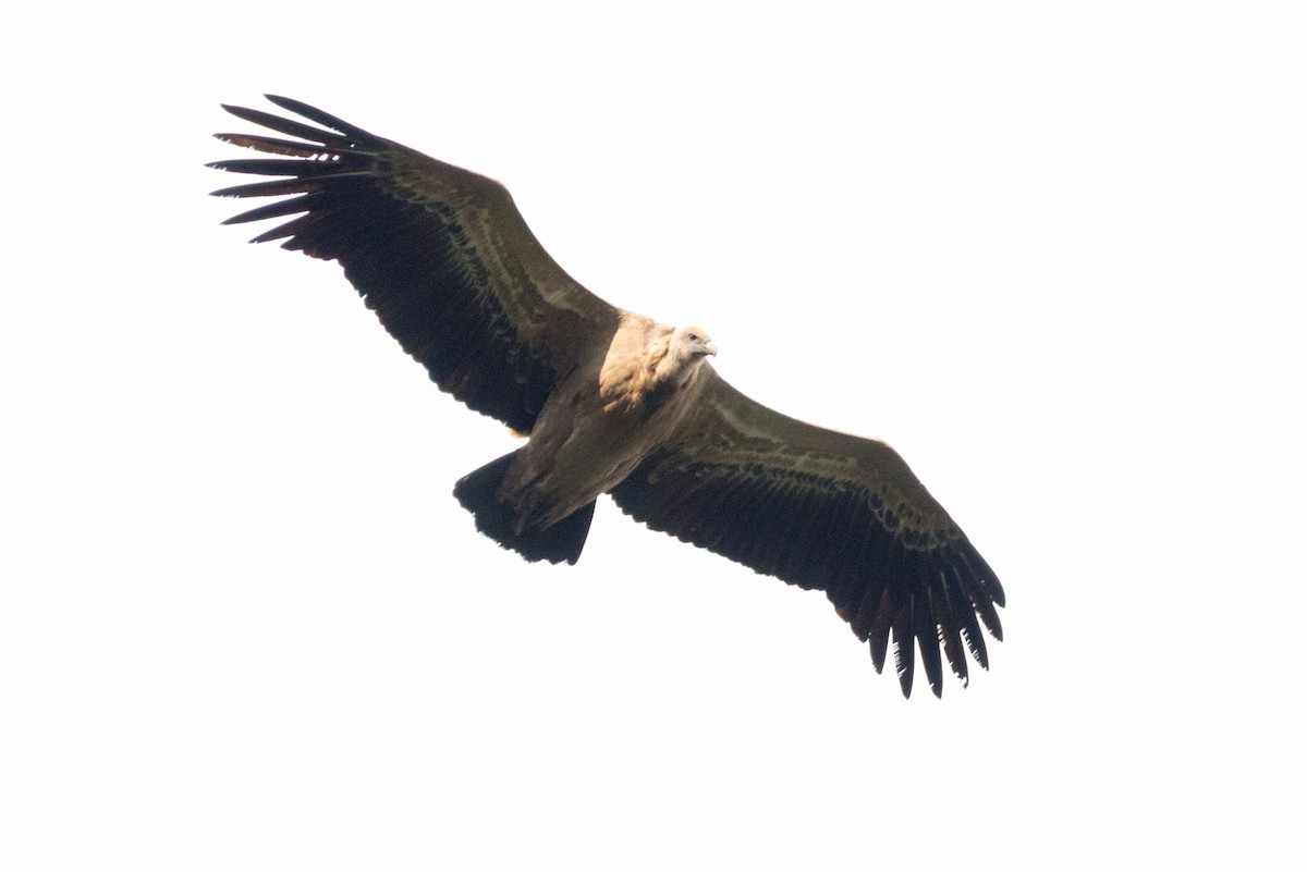 Белоголовый сип - ML647570424