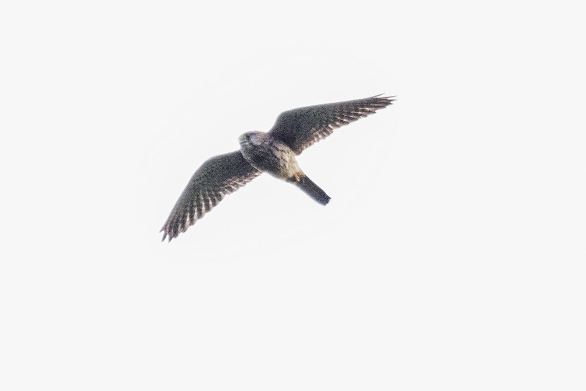 Пустельга - ML647570438