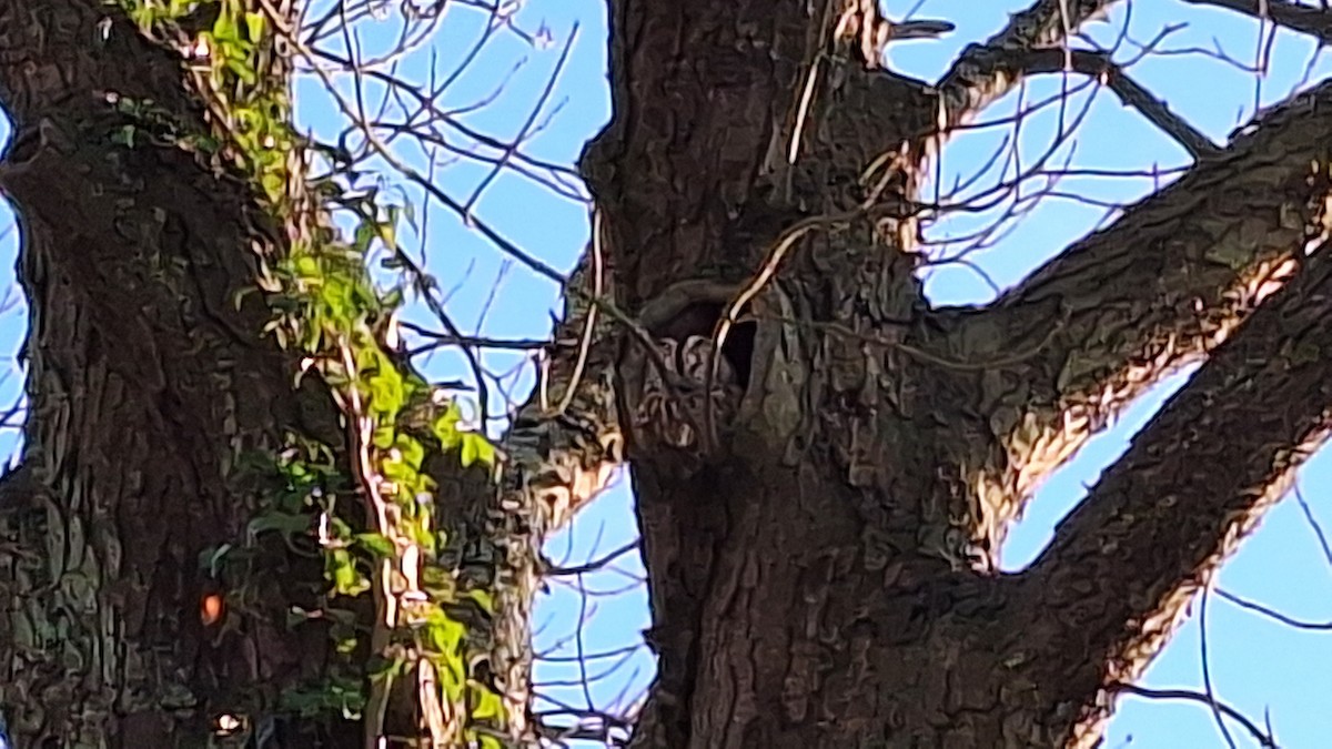 モリフクロウ - ML647570443