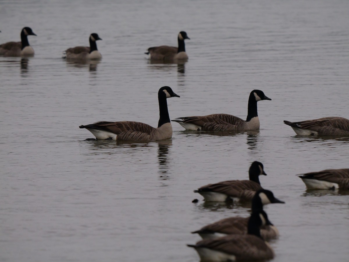 Oca canadese maggiore - ML647570449