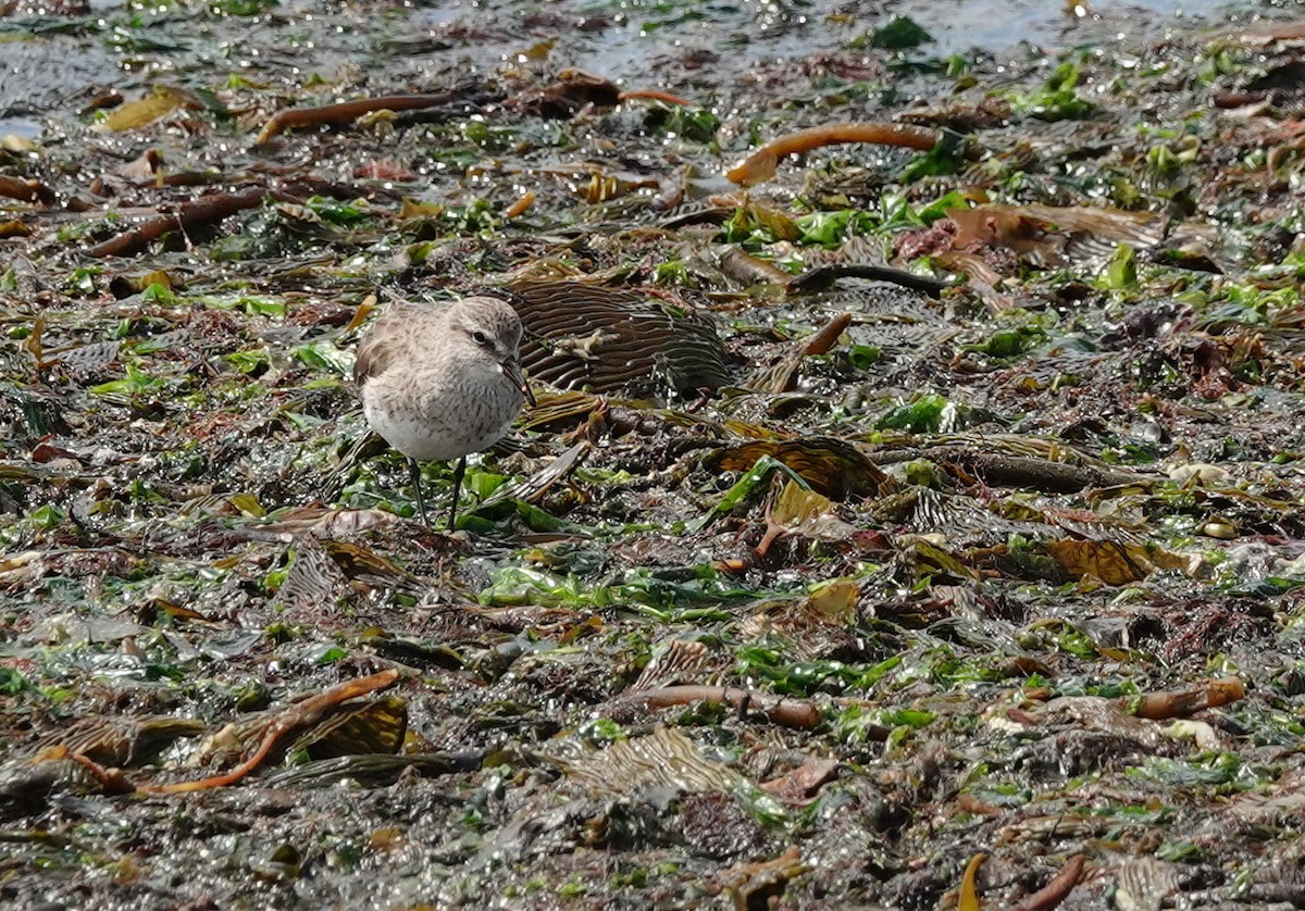 コシジロウズラシギ - ML647570454