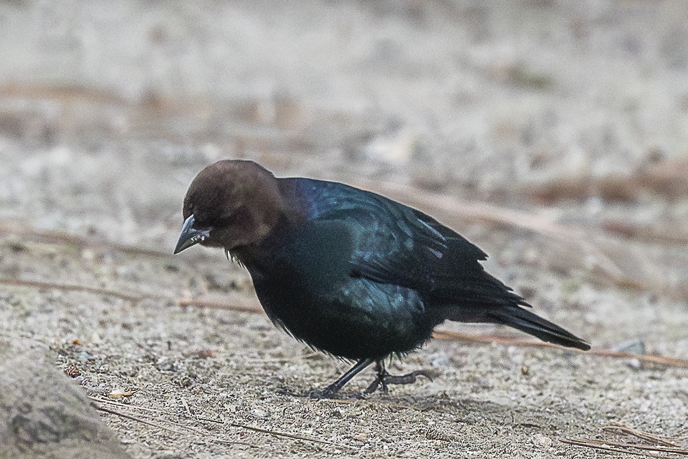 brunhodetrupial - ML647570456