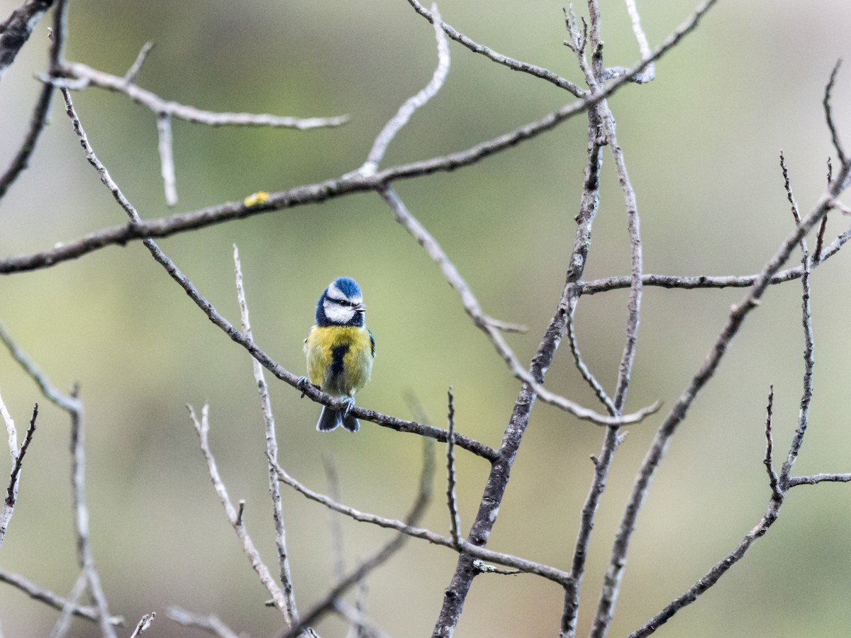 Лазоревка - ML647570457