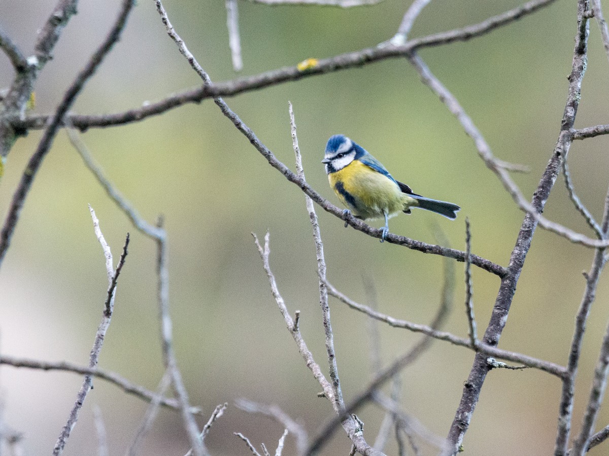 Лазоревка - ML647570458