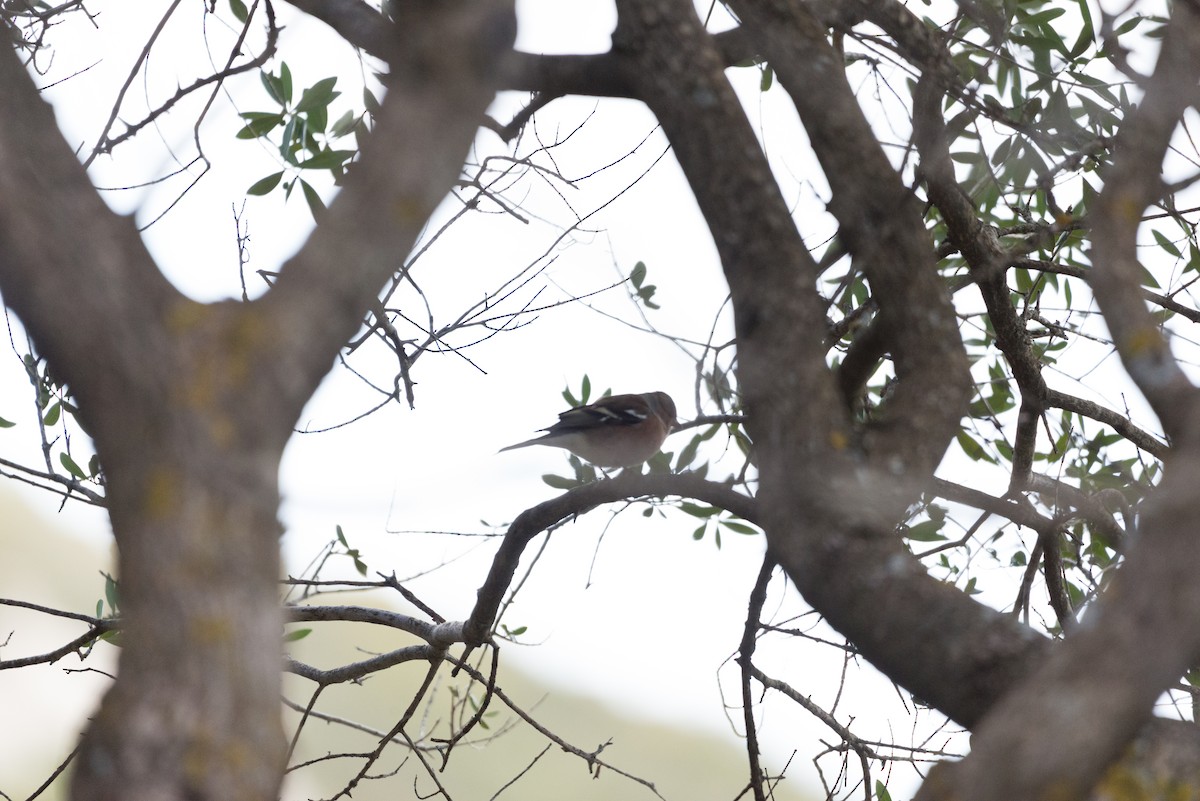 Зяблик - ML647570464