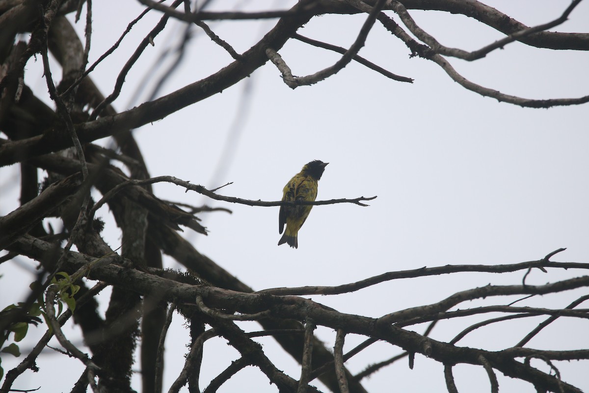 Hooded Siskin - ML647570466