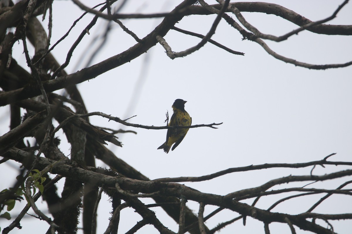 Hooded Siskin - ML647570467