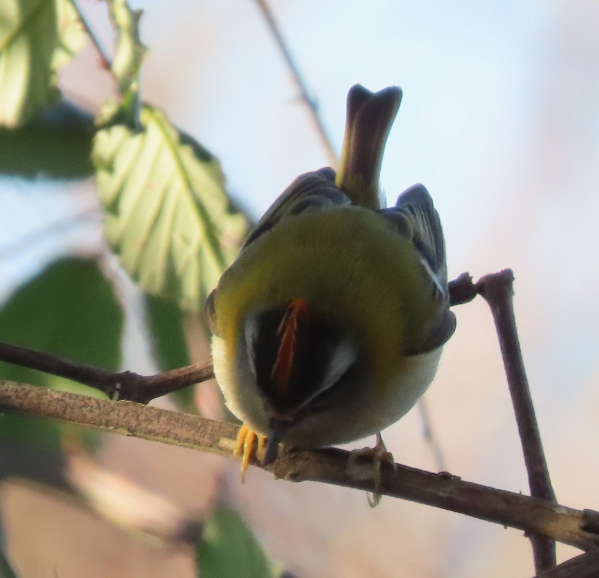 Красноголовый королёк - ML647570468