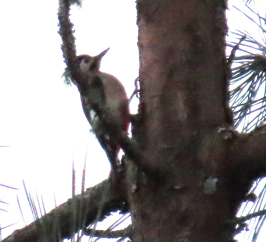 Большой пёстрый дятел - ML647570479