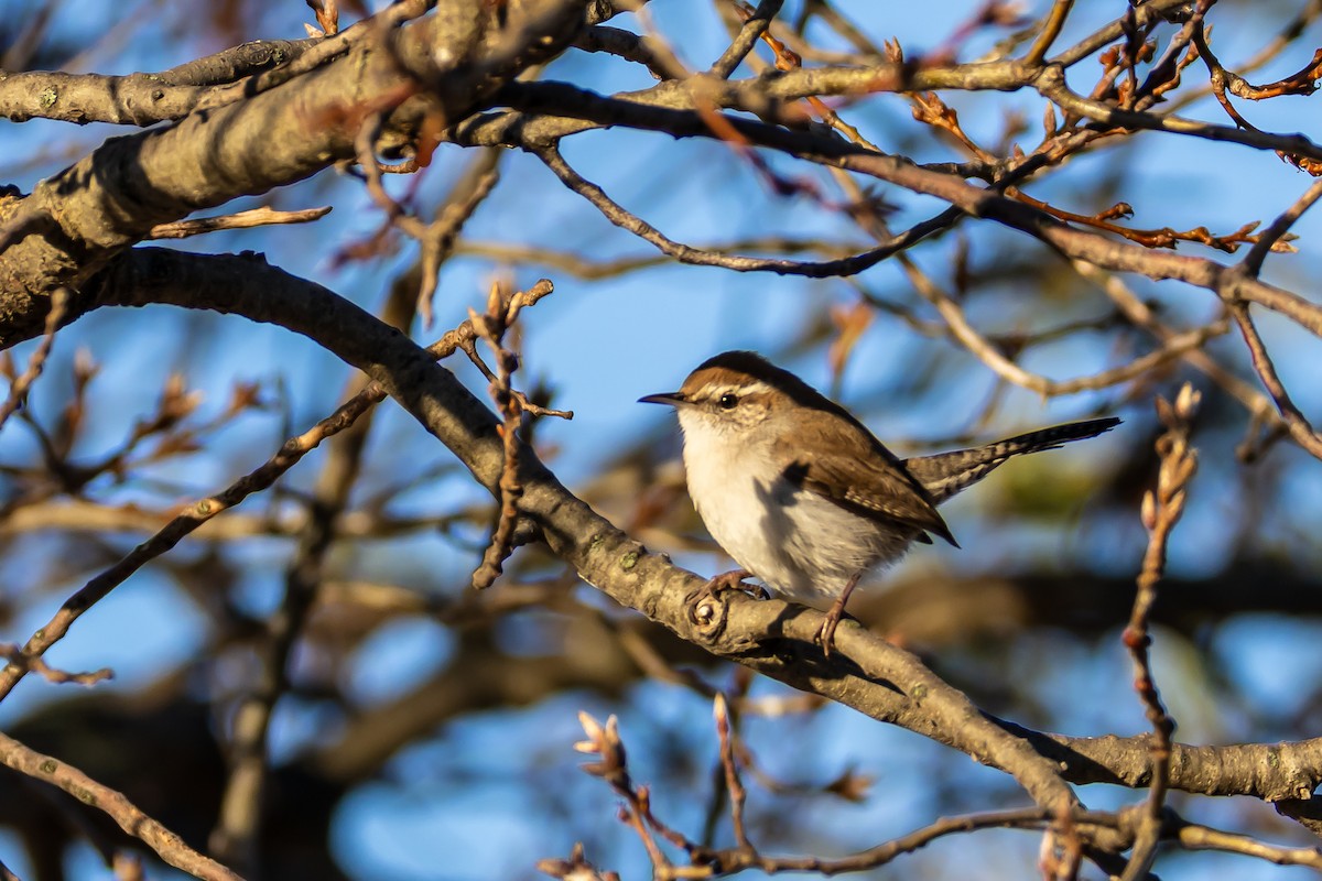 Длиннохвостый крапивник - ML647570480