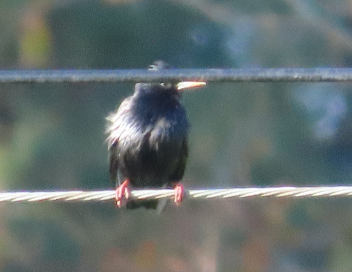 Одноцветный скворец - ML647570503