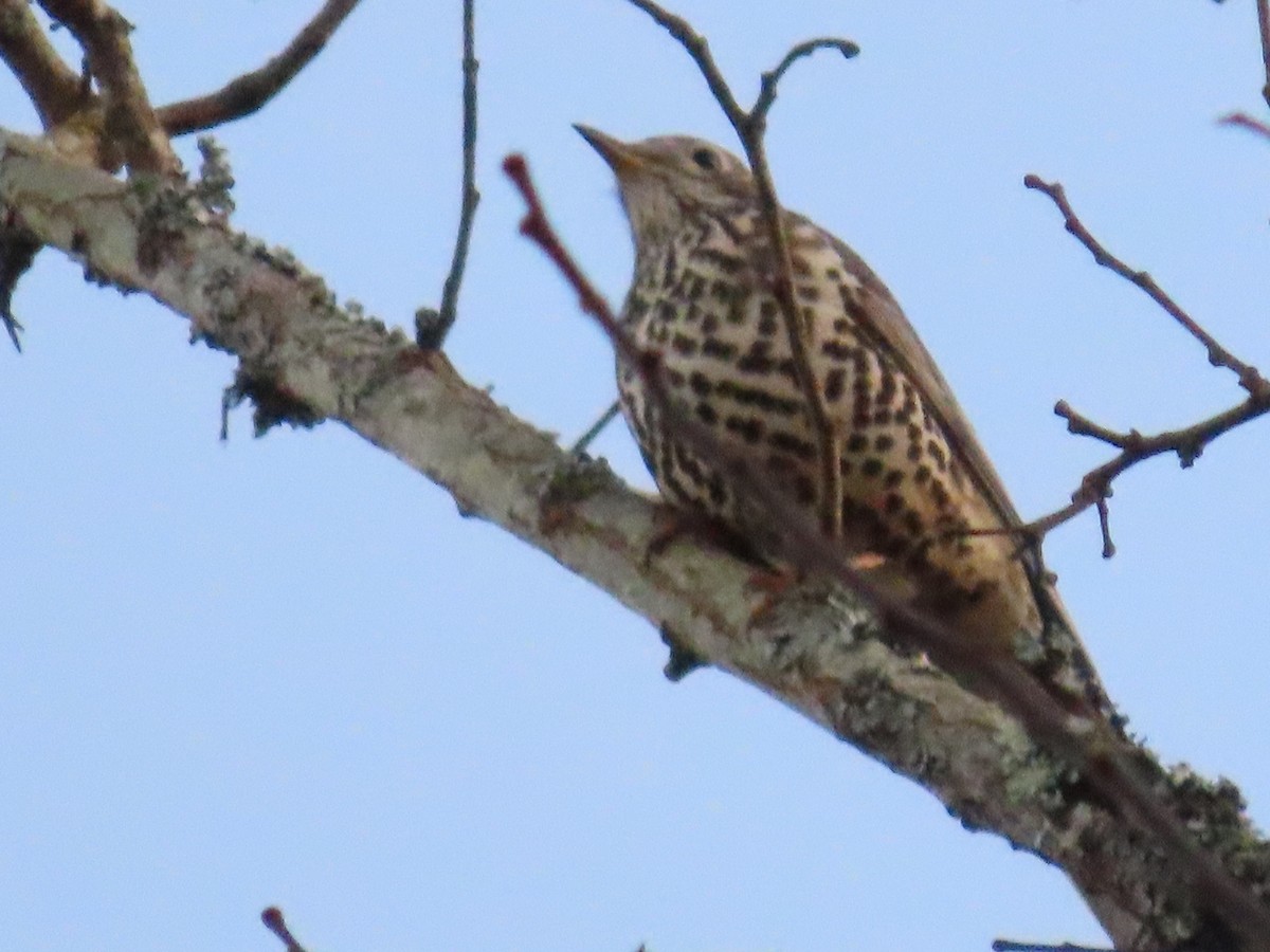 Деряба - ML647570525