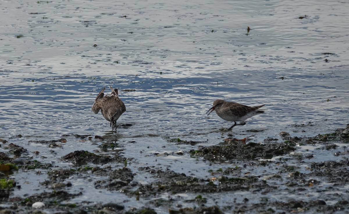 コシジロウズラシギ - ML647570558