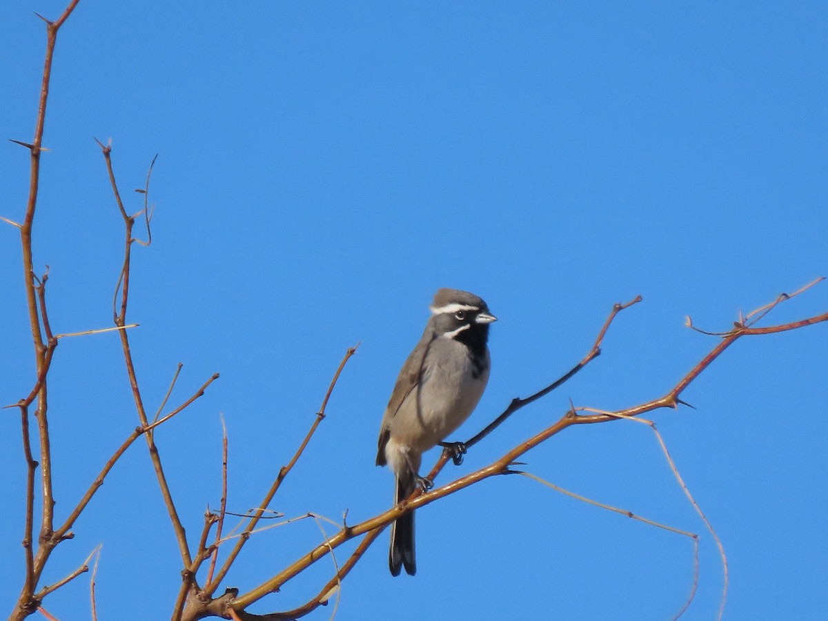 ノドグロヒメドリ - ML647570566