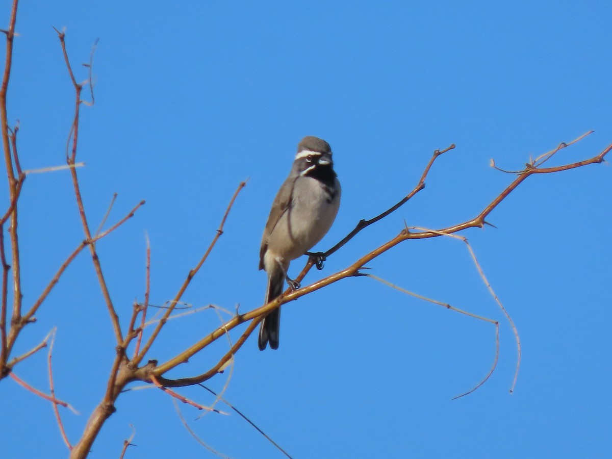 ノドグロヒメドリ - ML647570567